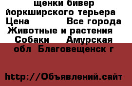 щенки бивер йоркширского терьера › Цена ­ 8 000 - Все города Животные и растения » Собаки   . Амурская обл.,Благовещенск г.